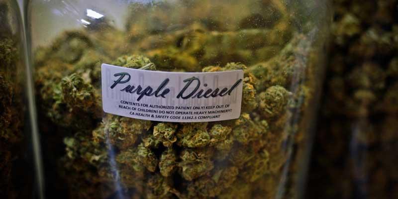 Cannabis dispensary insurance - purple diesel