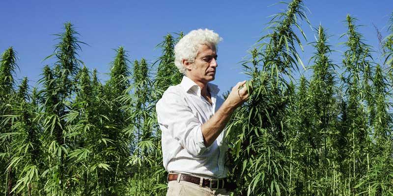 Cannabis farm Product Liability insurance - photo of marijuana worker