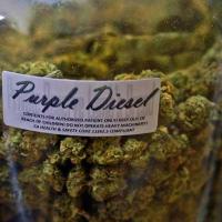 Cannabis dispensary insurance - purple diesel - Cannabis Insurance Company