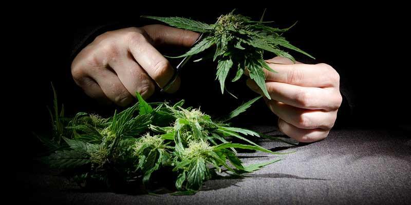 Marijuana is insurable - photo of cannabis cultivation